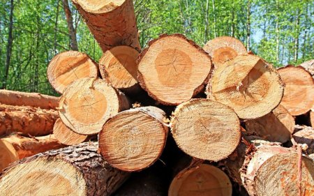 Парадоксы защиты древесины